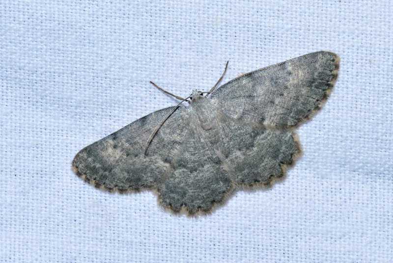 Geometridae: Charissa (Rhopalognophos) glaucinaria da confermare