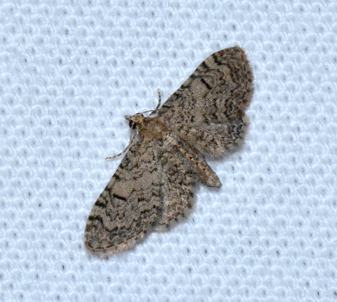 Eupithecia da Id.