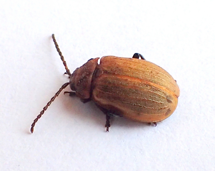 Chrysomelidae: Galeruca cfr. pomonae