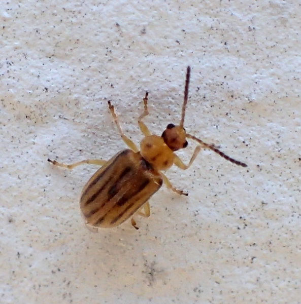 Minuscolo coleottero da Id.: Ophraella communa