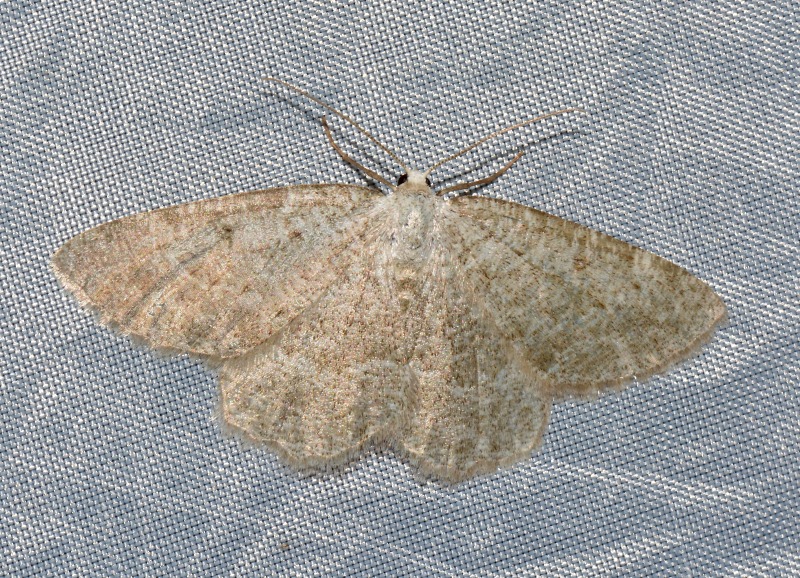 Geometridae da id.