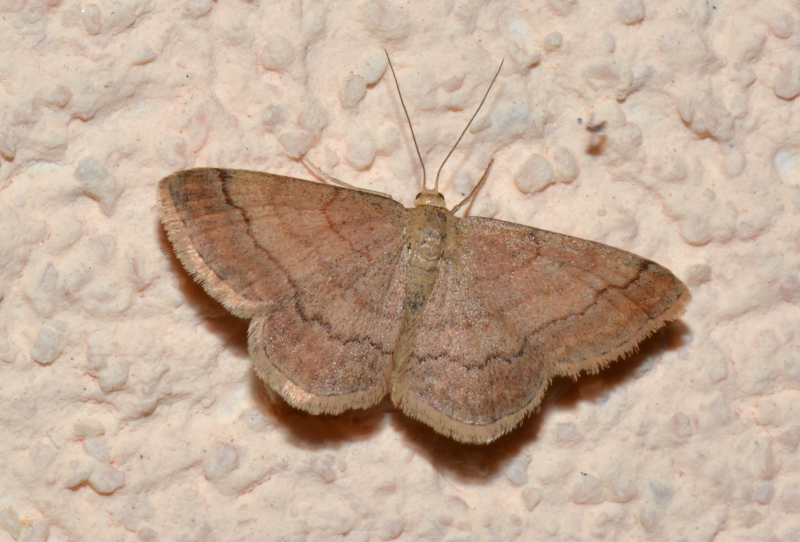 Geometridae da id.