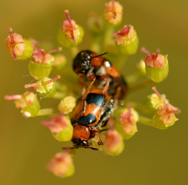 Chrysomelidae: Coptocephala? S, C. unifasciata