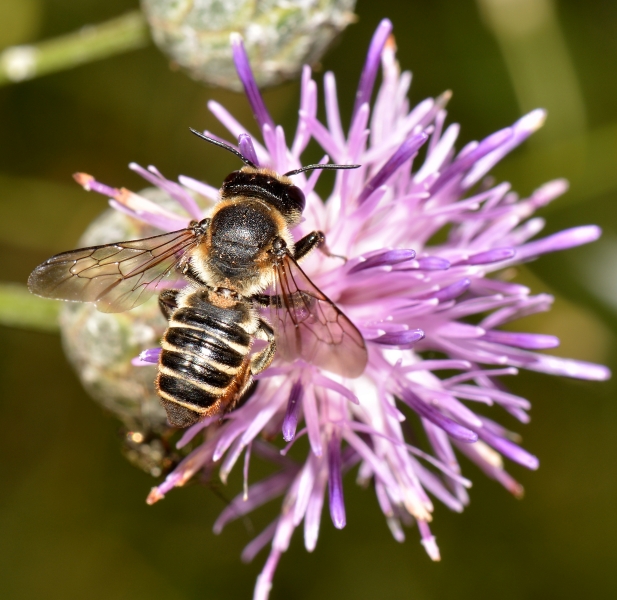 Apidae Megachilinae:  cfr. Megachile albisecta