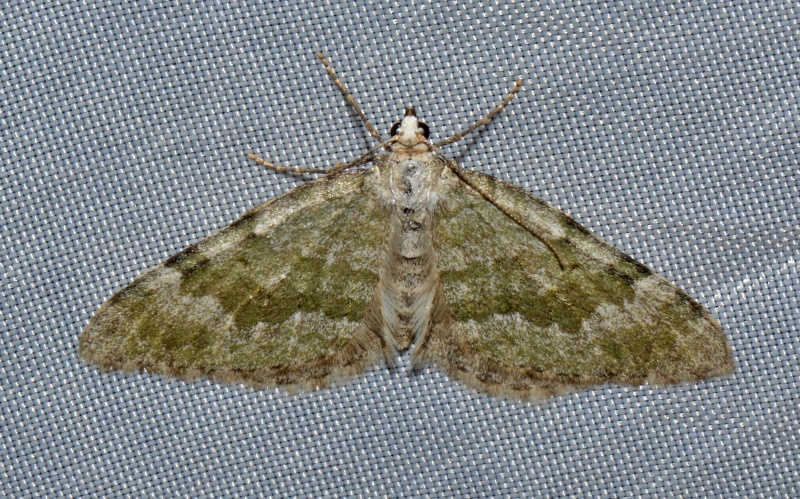 Geometridae da id. - Colostygia aqueata