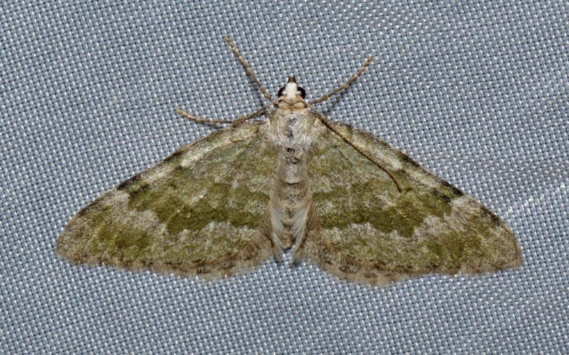 Geometridae da id. - Colostygia aqueata