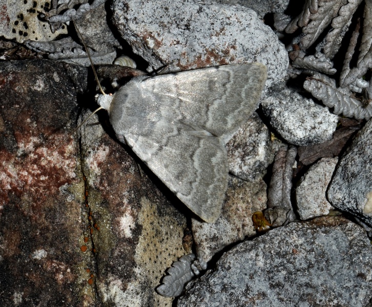 Noctuidae: Caradrina (Eremodrina) gilva?  S !