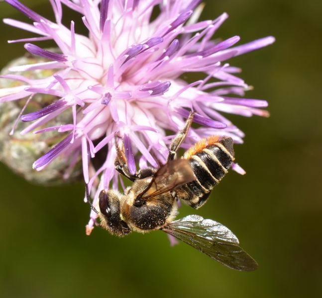 Apidae Megachilinae:  cfr. Megachile albisecta