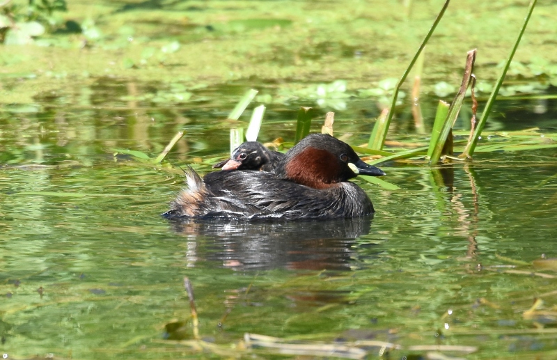 Tuffetto (Tachybaptus ruficollis)