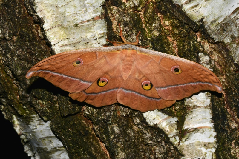 la notte delle Yamamay  (Antheraea yamamai)