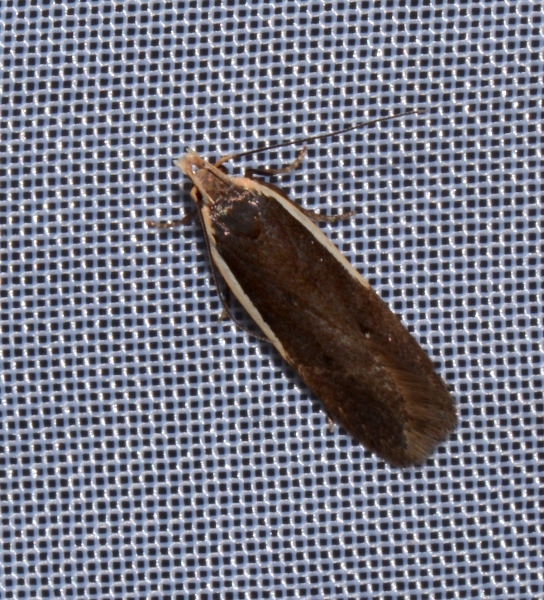 Nothris lemniscella? S