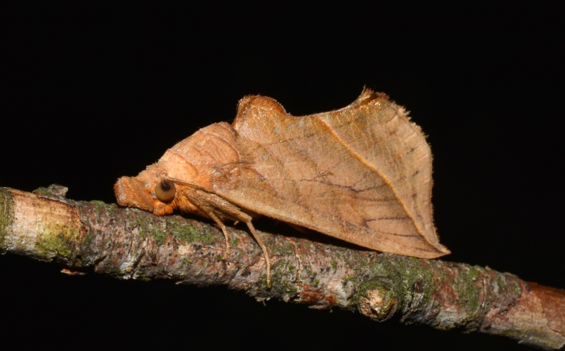 Calyptra thalictri