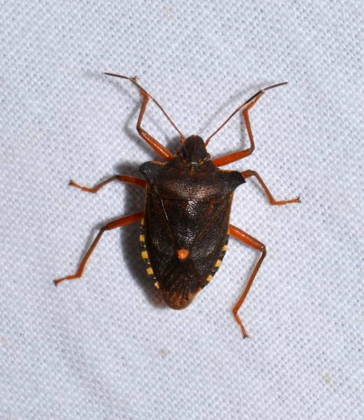 Pentatomidae: Pentatoma rufipes