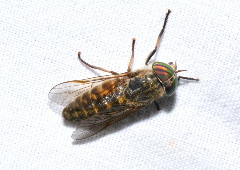 Tabanidae: Tabanus glaucopis, femmina