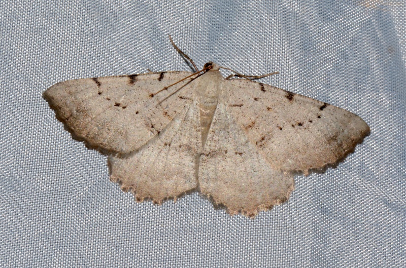 Odontognophos dumetata - Geometridae