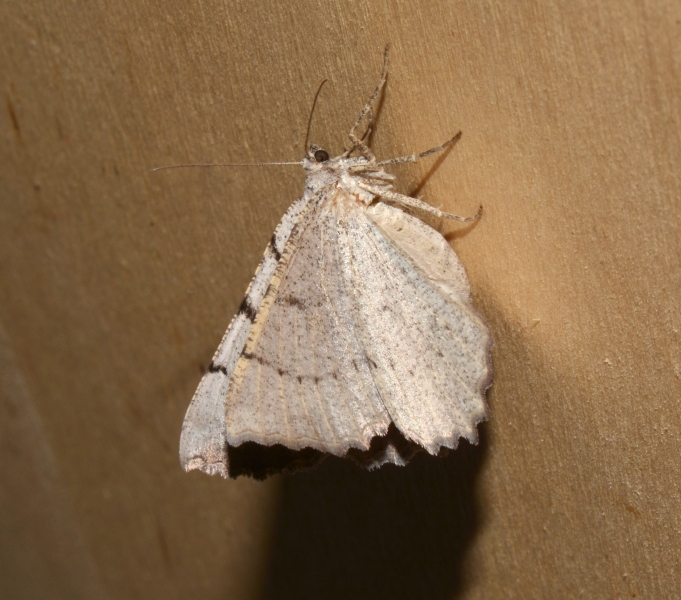 Odontognophos dumetata - Geometridae