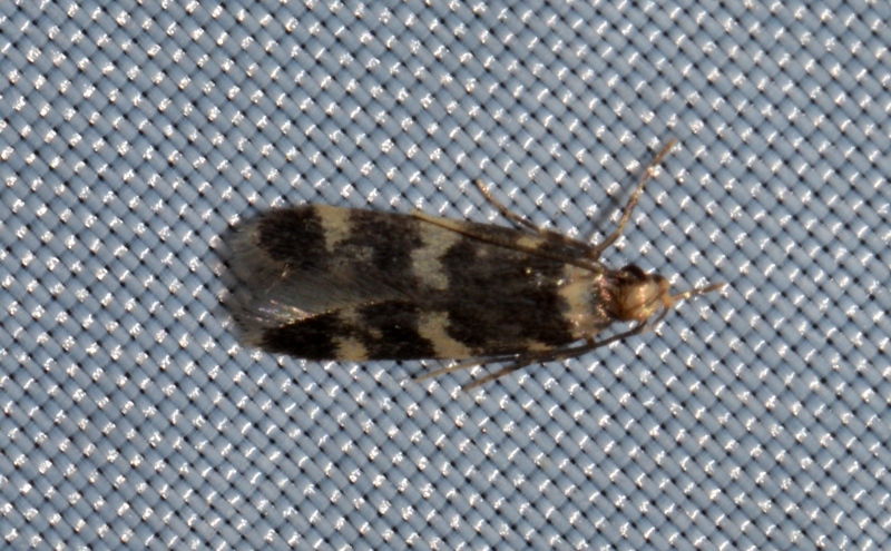 Autostichidae: Oegoconia sp.