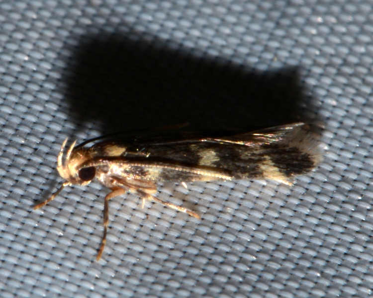 Autostichidae: Oegoconia sp.