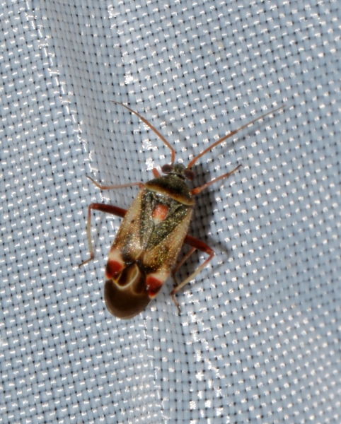 Miridae: Polymerus asperulae