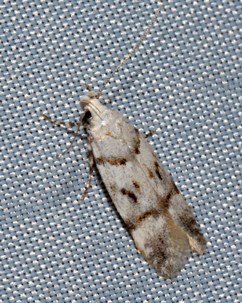 Gelechiidae da Id.