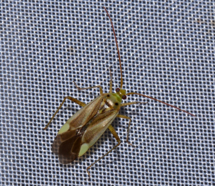 Miridae: Adelphocoris lineolatus