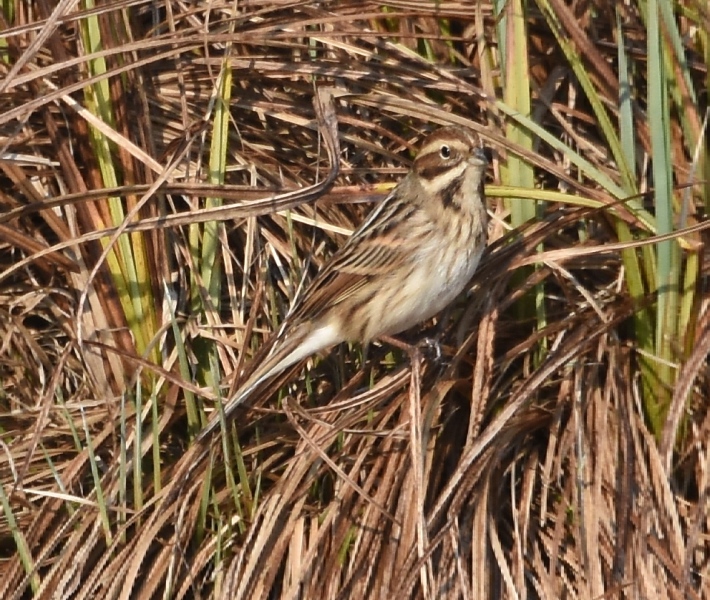 Migliarino di palude