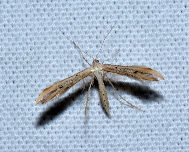 Pterophoridae da Id.