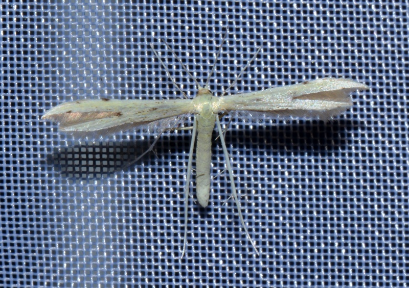 Altra Pterophoridae da Id.