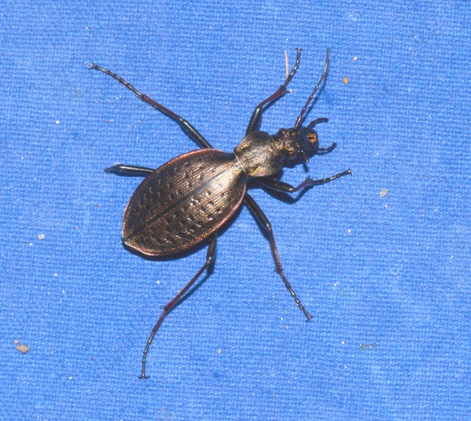 Carabidae: Carabus (Platycarabus) creutzeri kircheri