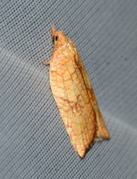 Acleris rhombana?