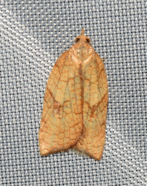 Acleris rhombana?