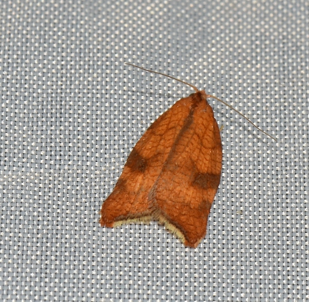 Tortricidae: Acleris rhombana