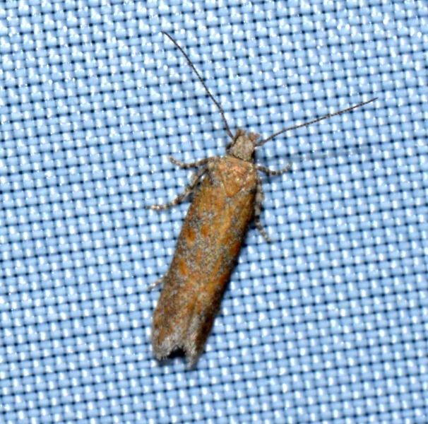 Gelechidae: cfr. Scrobipalpa sp.