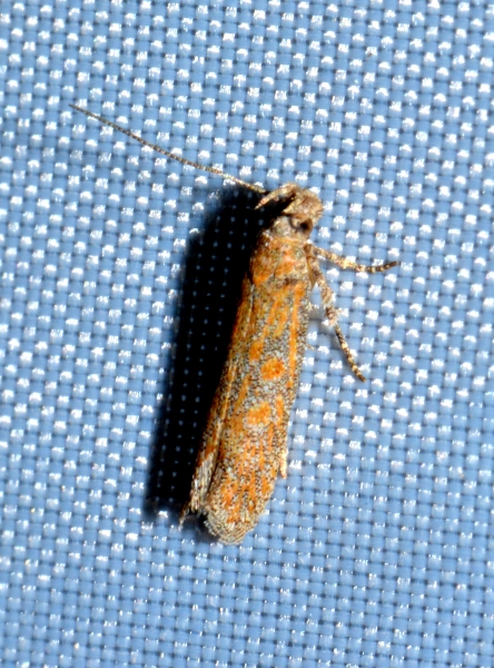 Gelechidae: cfr. Scrobipalpa sp.