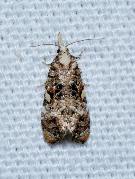 Phtheochroa rugosana?  S !