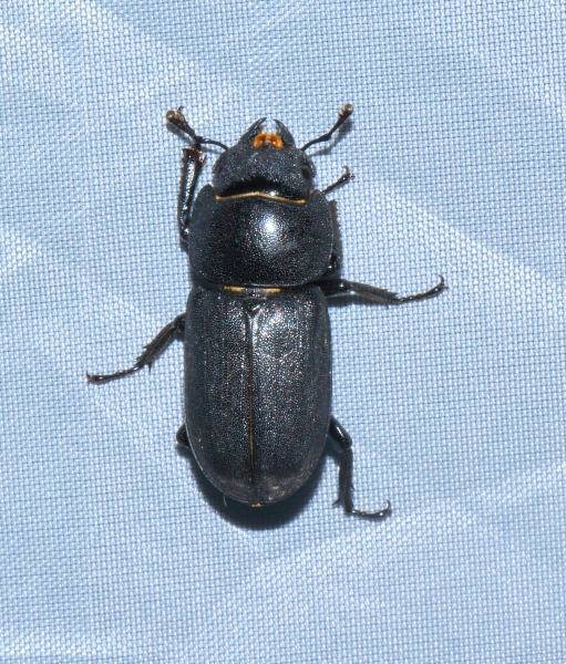 Lucanidae: Dorcus parallelipipedus, femmina