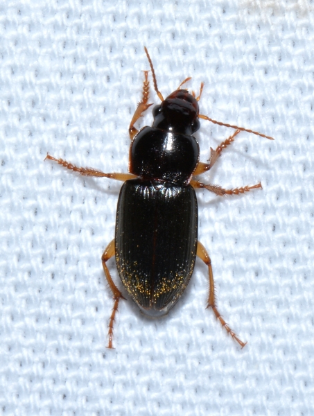 Carabidae: Pseudoophonus sp.