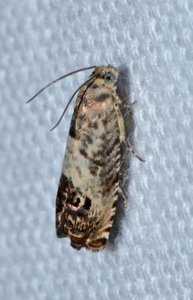 Tortricidae: Pammene fasciana