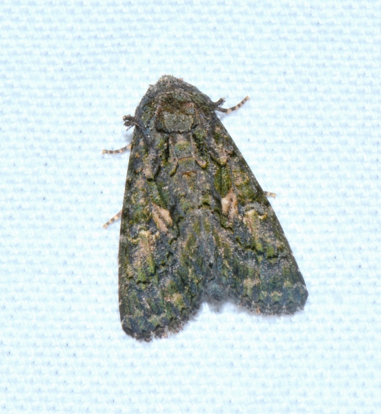 Noctuidae: Aedia leucomelas