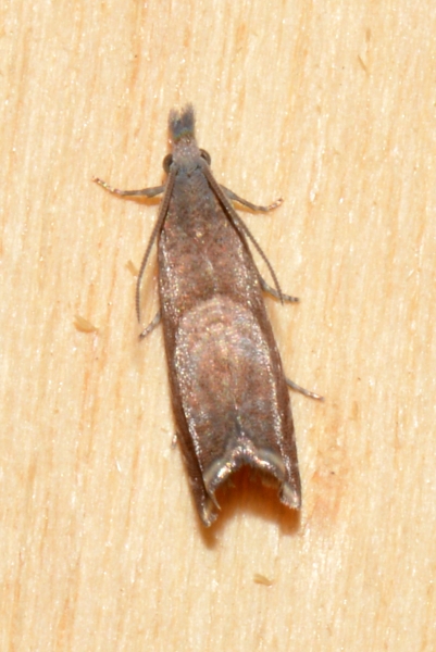 Tortricidae: Dichrorampha acuminatana