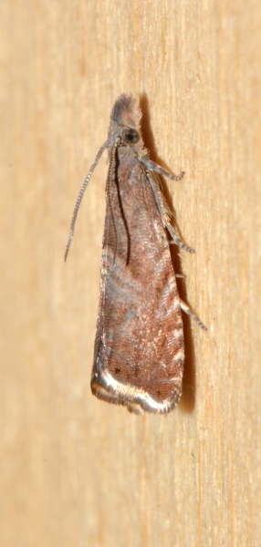 Tortricidae: Dichrorampha acuminatana