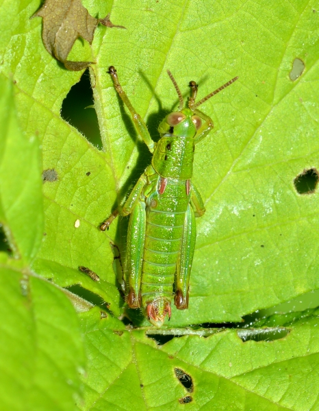 Quale Odontopodisma?  Odontopodisma schmidti