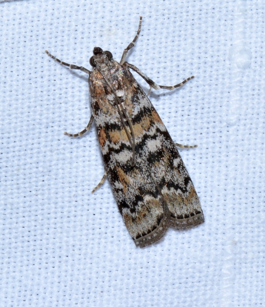 Dioryctria sylvestrella ?  No, D. abietella