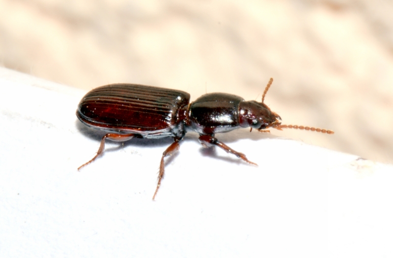 Carabidae: Clivina sp. da id.
