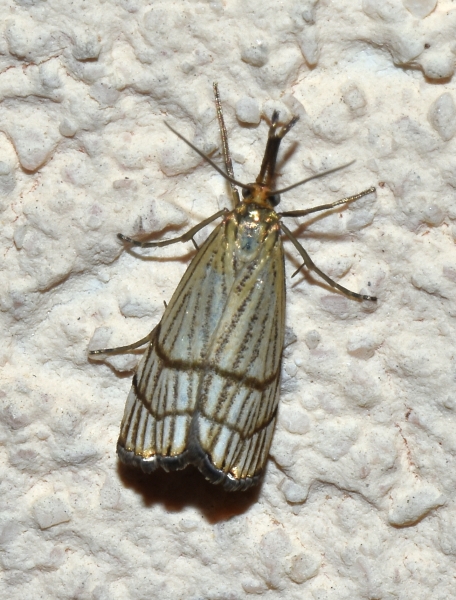 Chrysocrambus linetella? S