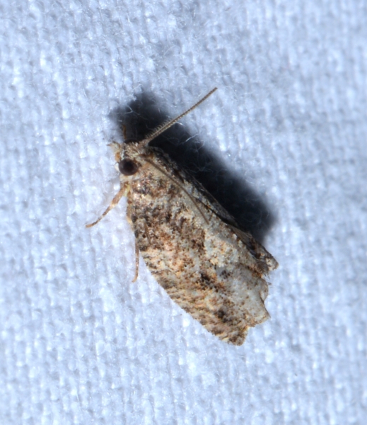 micro sconosciuto da Id.