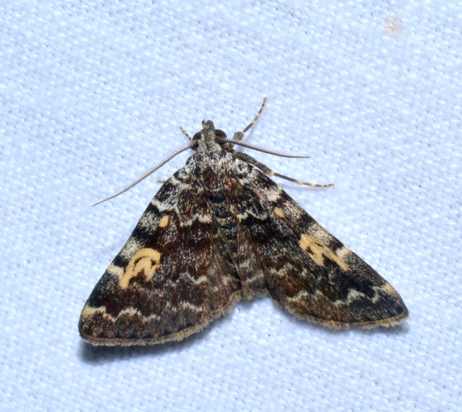 Idia calvaria - Erebidae