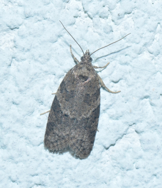 Eana incanana? No, Cnephasia incertana