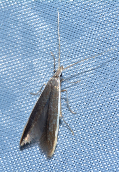 Oecophoridae? No, Coleophoridae: Coleophora cfr. albella