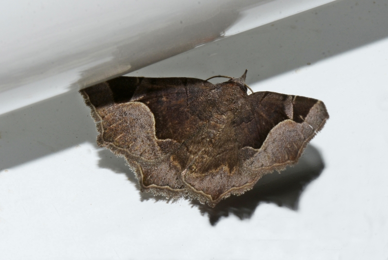 Zethes insularis